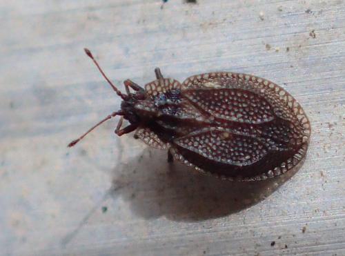 Réf. 229 784 : Acalypta parvula